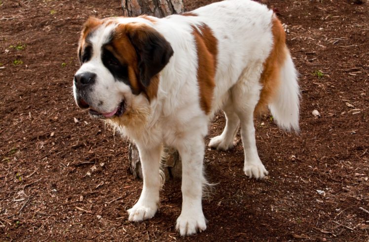 st, Bernard, Dog, Dogs HD Wallpaper Desktop Background