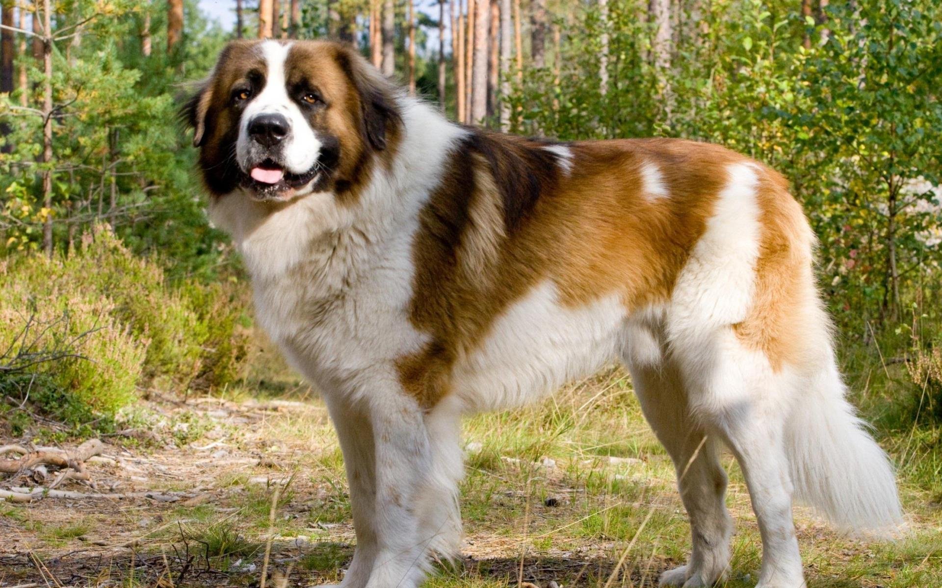 st, Bernard, Dog, Dogs Wallpaper