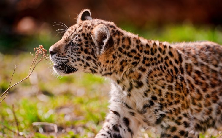 jaguar, Cub, Cats, Pattern, Spots HD Wallpaper Desktop Background