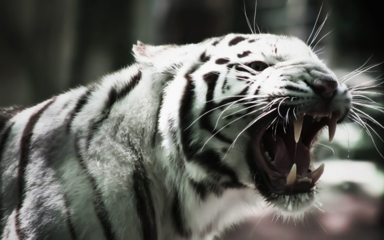 tiger, Cats, Stripes, Pattern, Fangs HD Wallpaper Desktop Background