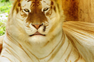 tiger, Gold, Tiger, Wild, Cat, Muzzle, Face, Eyes, Pattern, Stripes