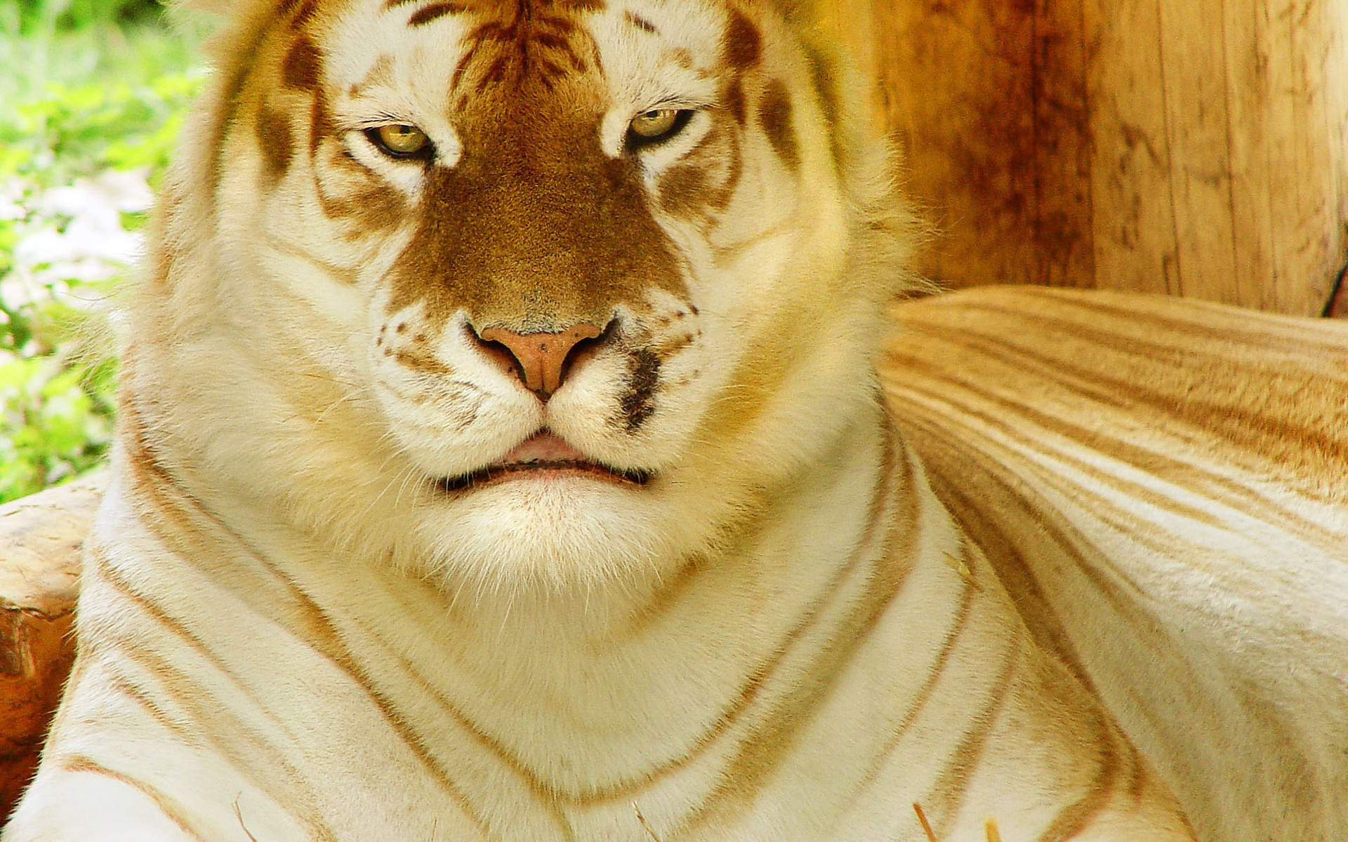 tiger, Gold, Tiger, Wild, Cat, Muzzle, Face, Eyes, Pattern, Stripes Wallpaper