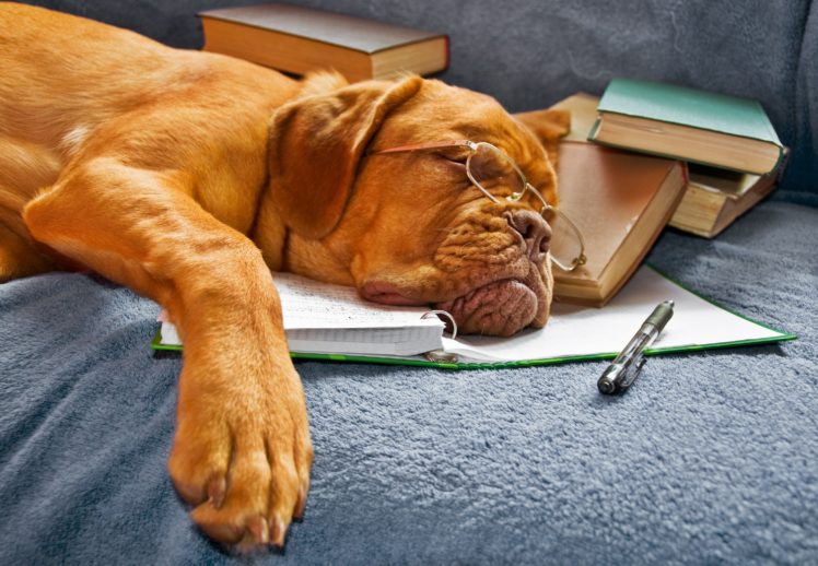 cute, Dog, Book, Pencil, Sleep HD Wallpaper Desktop Background