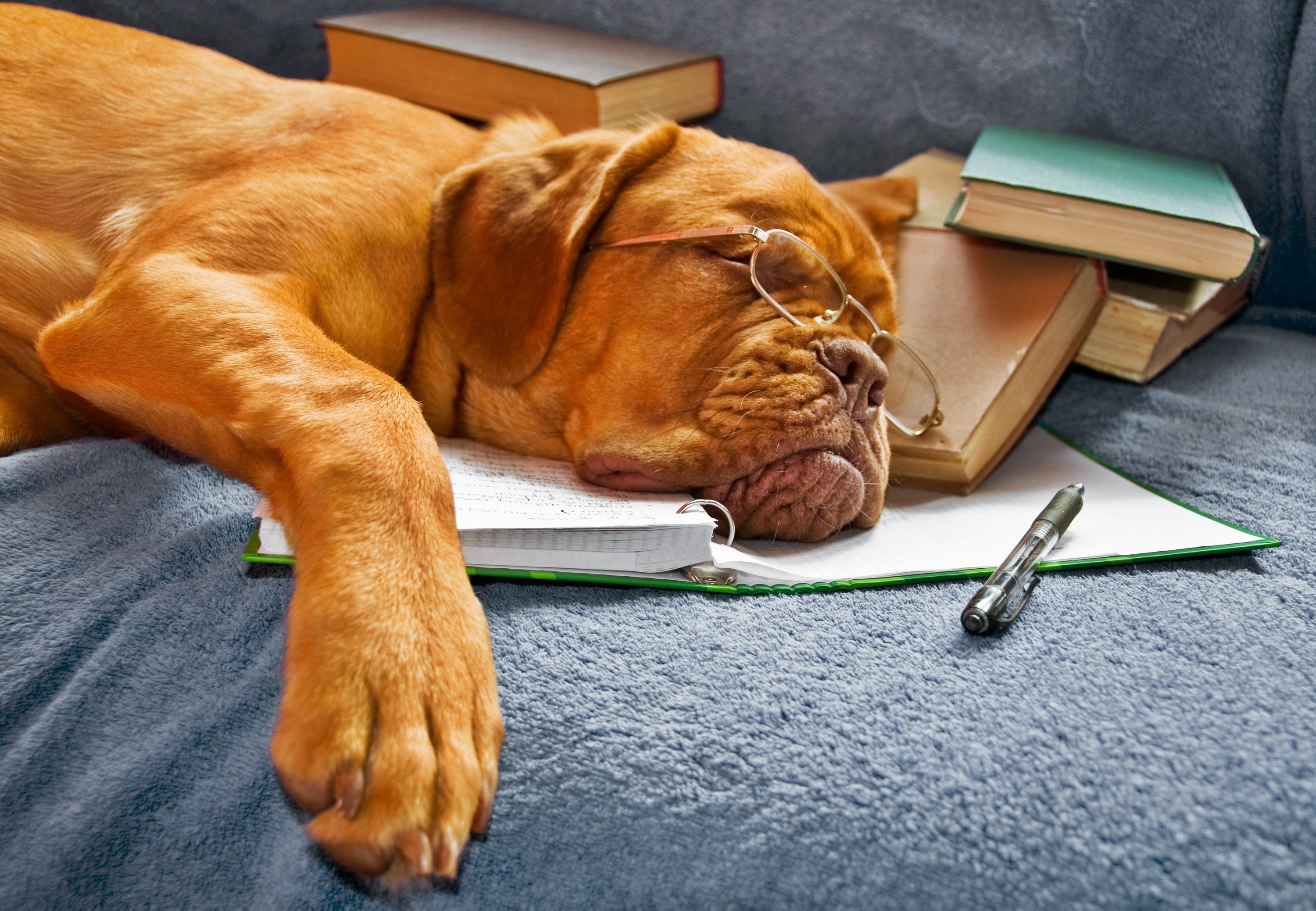 cute, Dog, Book, Pencil, Sleep Wallpaper
