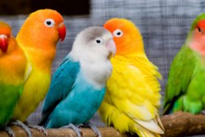 colorful, Birds
