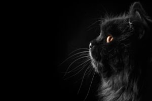 cat, Persian, Black, Female, Profile, Whiskers, Face, Eyes