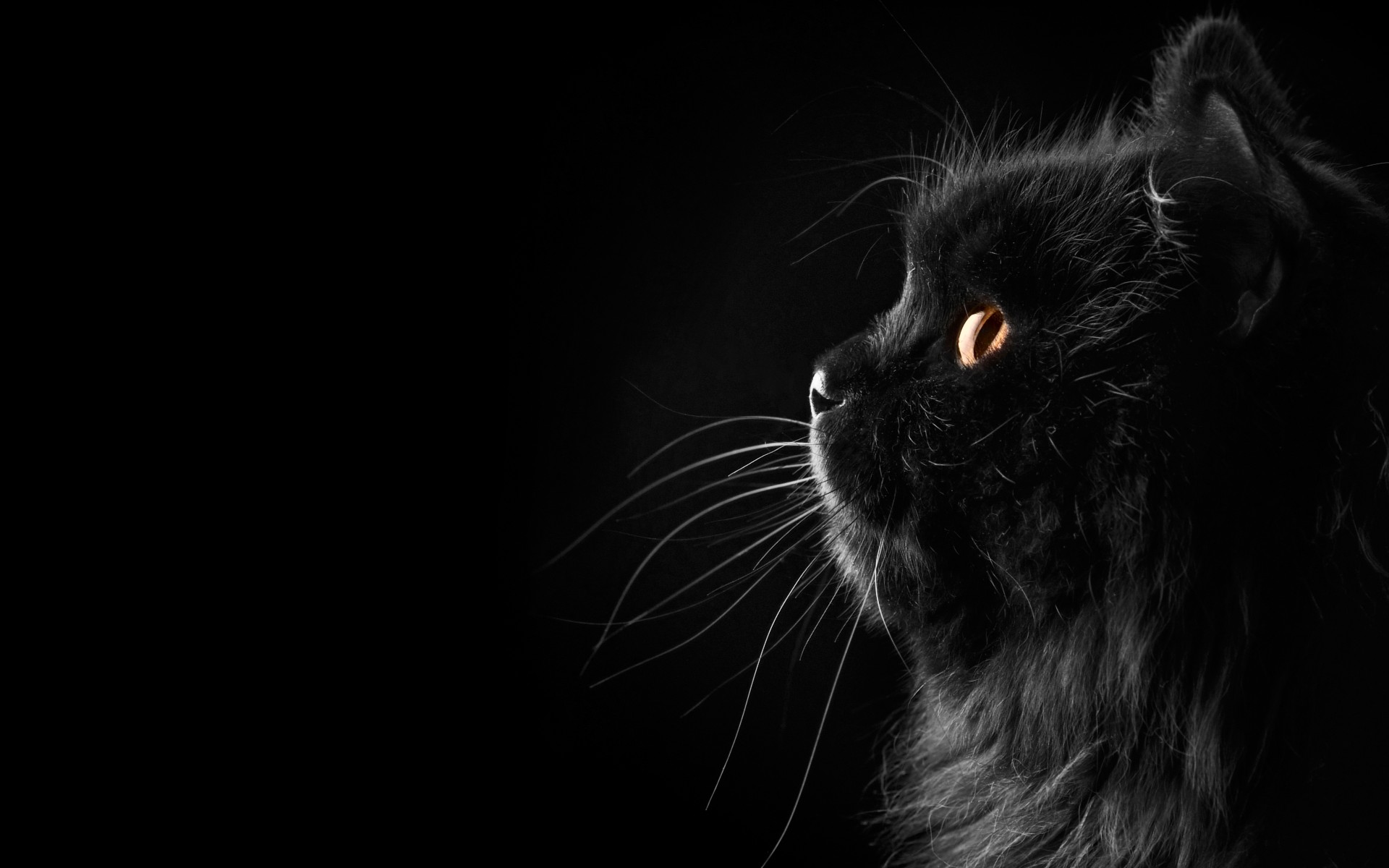cat, Persian, Black, Female, Profile, Whiskers, Face, Eyes Wallpaper