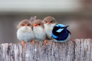birds, Cute, Group, Animal