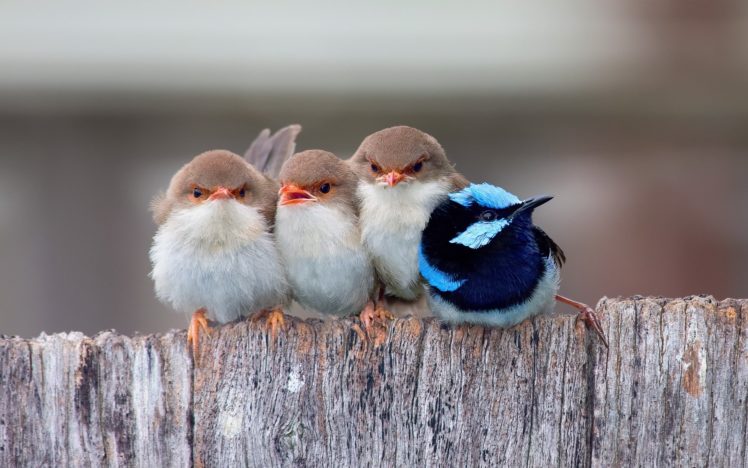 birds, Cute, Group, Animal HD Wallpaper Desktop Background