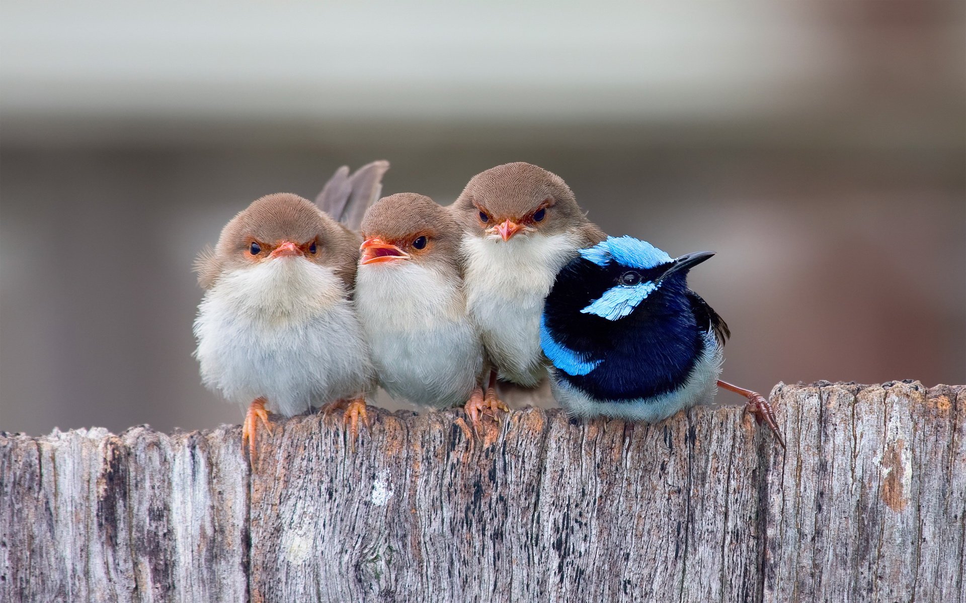 birds, Cute, Group, Animal Wallpaper