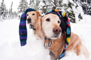 humor, Dogs, Canines, Funny, Winter, Snow, Face, Eyes