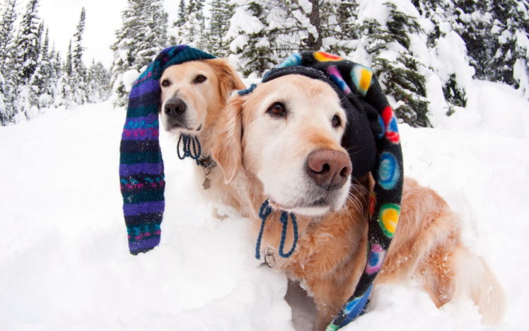 humor, Dogs, Canines, Funny, Winter, Snow, Face, Eyes HD Wallpaper Desktop Background