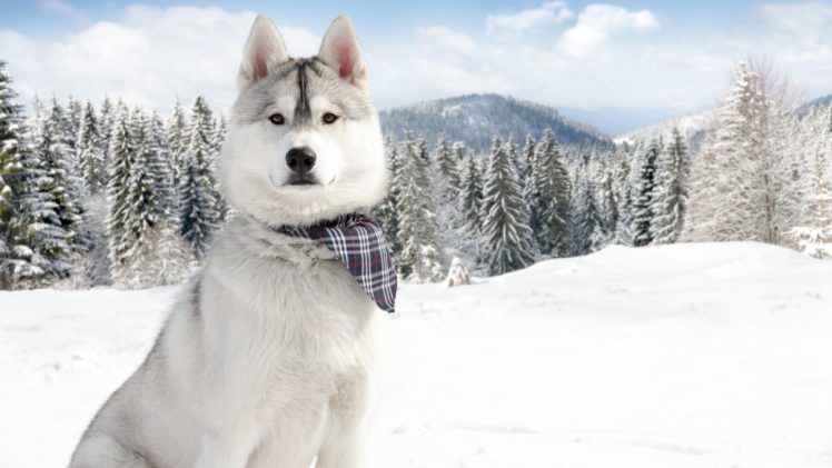 529223 HD Wallpaper Desktop Background
