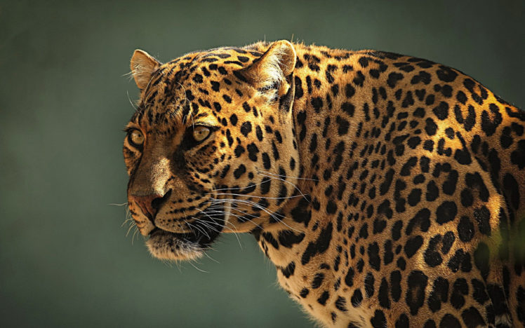 leopard, Face, Eyes, Spots, Pattern HD Wallpaper Desktop Background