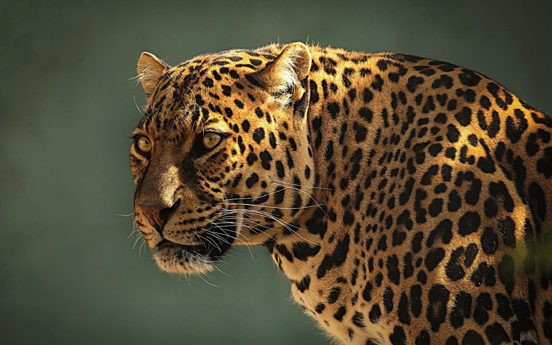leopard, Face, Eyes, Spots, Pattern Wallpaper