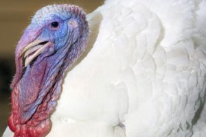 thanksgiving, Holiday, Turkey