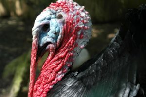 thanksgiving, Holiday, Turkey