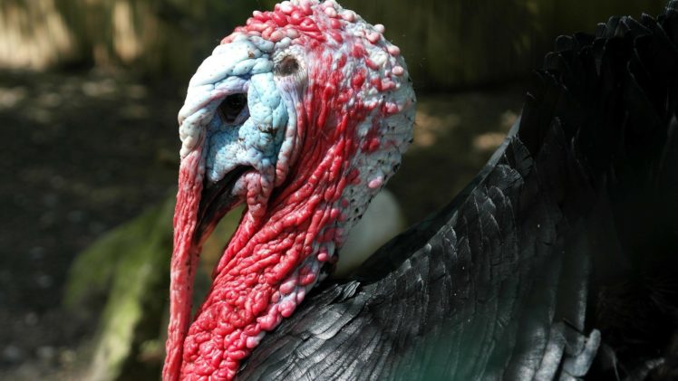 thanksgiving, Holiday, Turkey HD Wallpaper Desktop Background