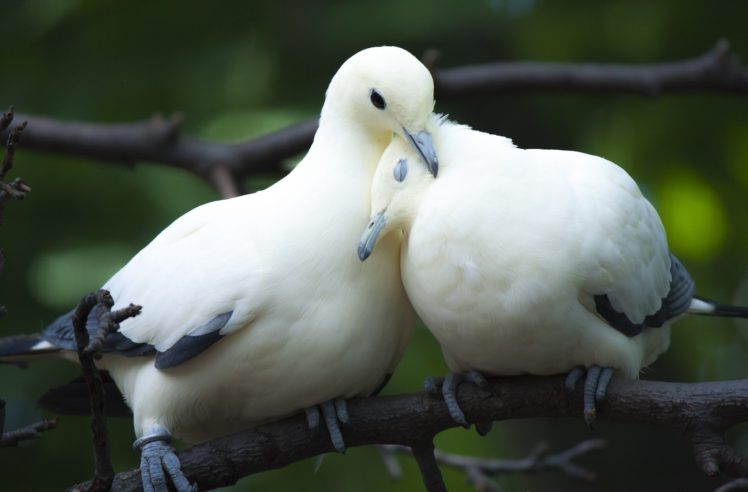 animal, Dove, Love, Bird, Couple, Cute Wallpapers HD / Desktop and Mobile  Backgrounds