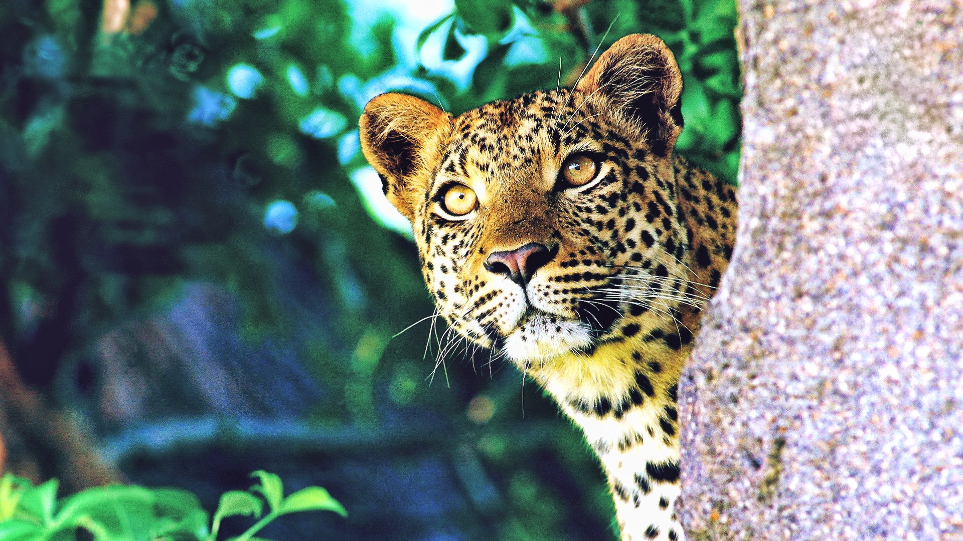 leopard Wallpaper