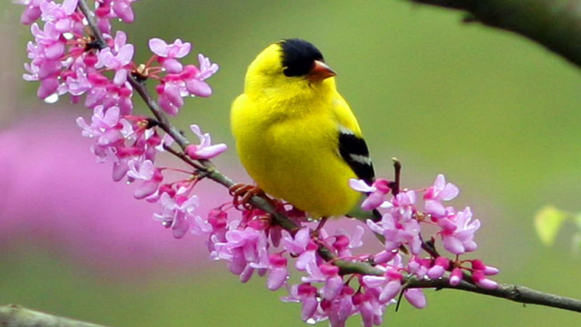 bird, Animal, Beautiful, Wild, Wings, Exotic, Birds Wallpapers HD / Desktop  and Mobile Backgrounds