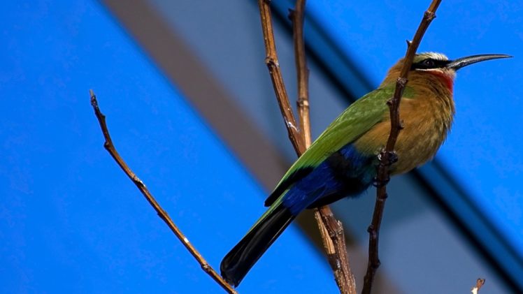 bird, Animal, Beautiful, Wild, Wings, Exotic, Birds HD Wallpaper Desktop Background