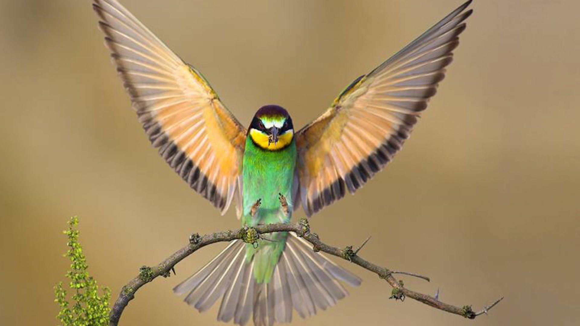 bird, Animal, Beautiful, Wild, Wings, Exotic, Birds Wallpaper