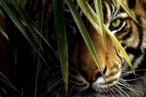wallpaper, Hd, Tiger, Eyes, Hd, Pictures, 4, Hd, Wallpapers
