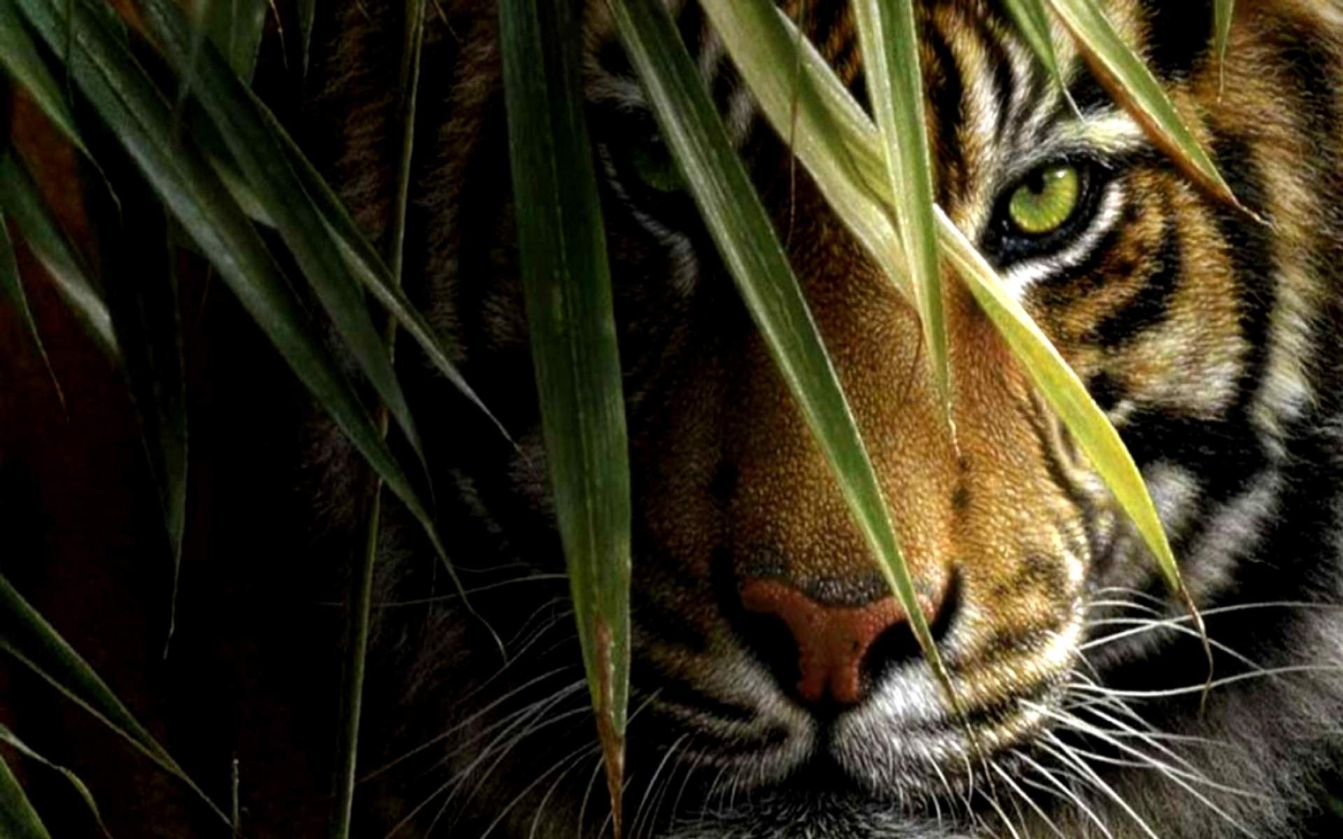 wallpaper, Hd, Tiger, Eyes, Hd, Pictures, 4, Hd, Wallpapers Wallpaper