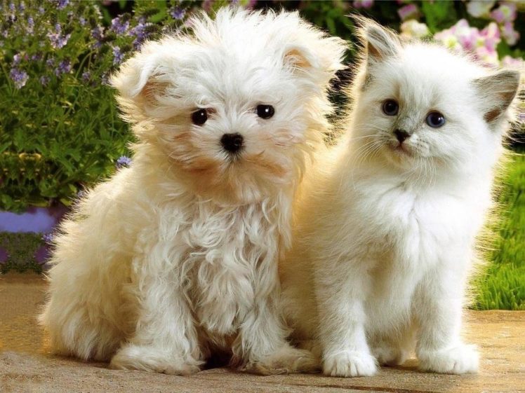 Puppies Kittens Wallpapers Hd Desktop And Mobile Backgrounds