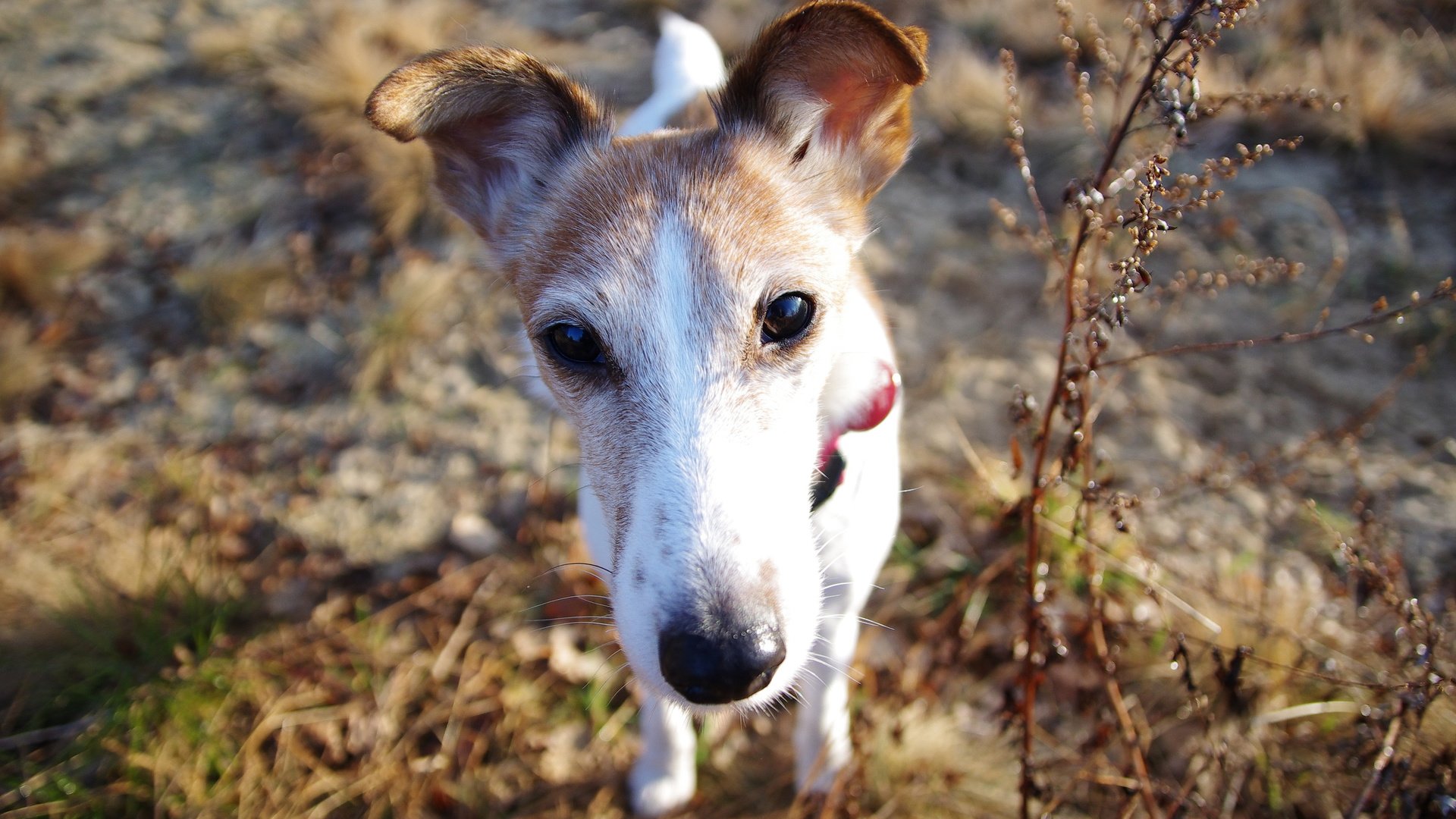 dog, Animal, Puppy, Cute, Frendly, Dogs Wallpaper
