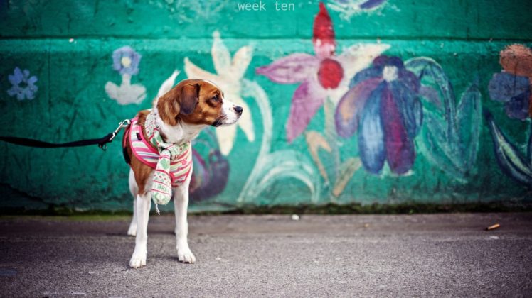 dog, Animal, Puppy, Cute, Frendly, Dogs HD Wallpaper Desktop Background