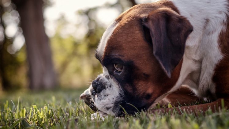 dog, Animal, Puppy, Cute, Frendly, Dogs HD Wallpaper Desktop Background