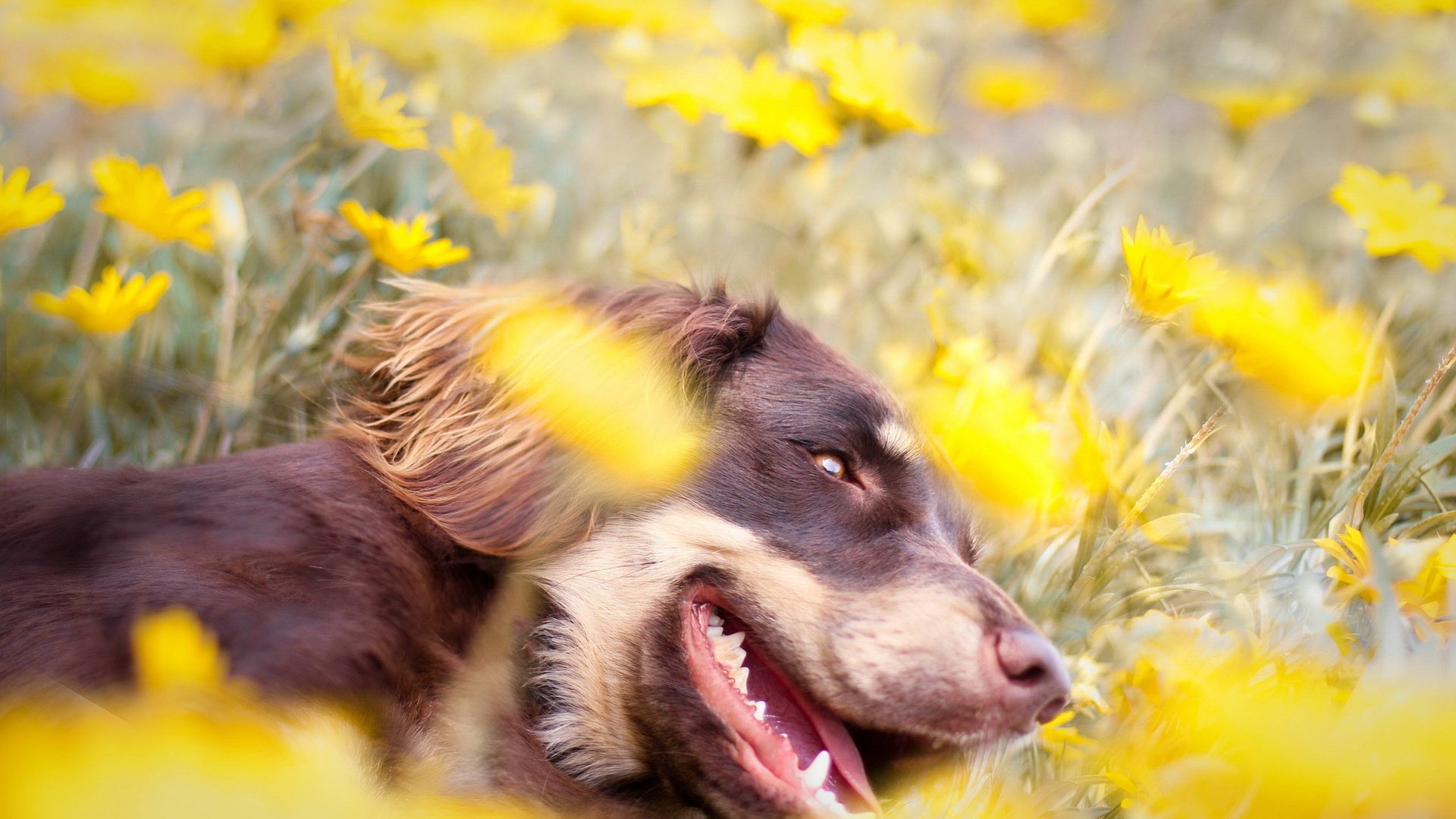 dog, Animal, Puppy, Cute, Frendly, Dogs Wallpaper