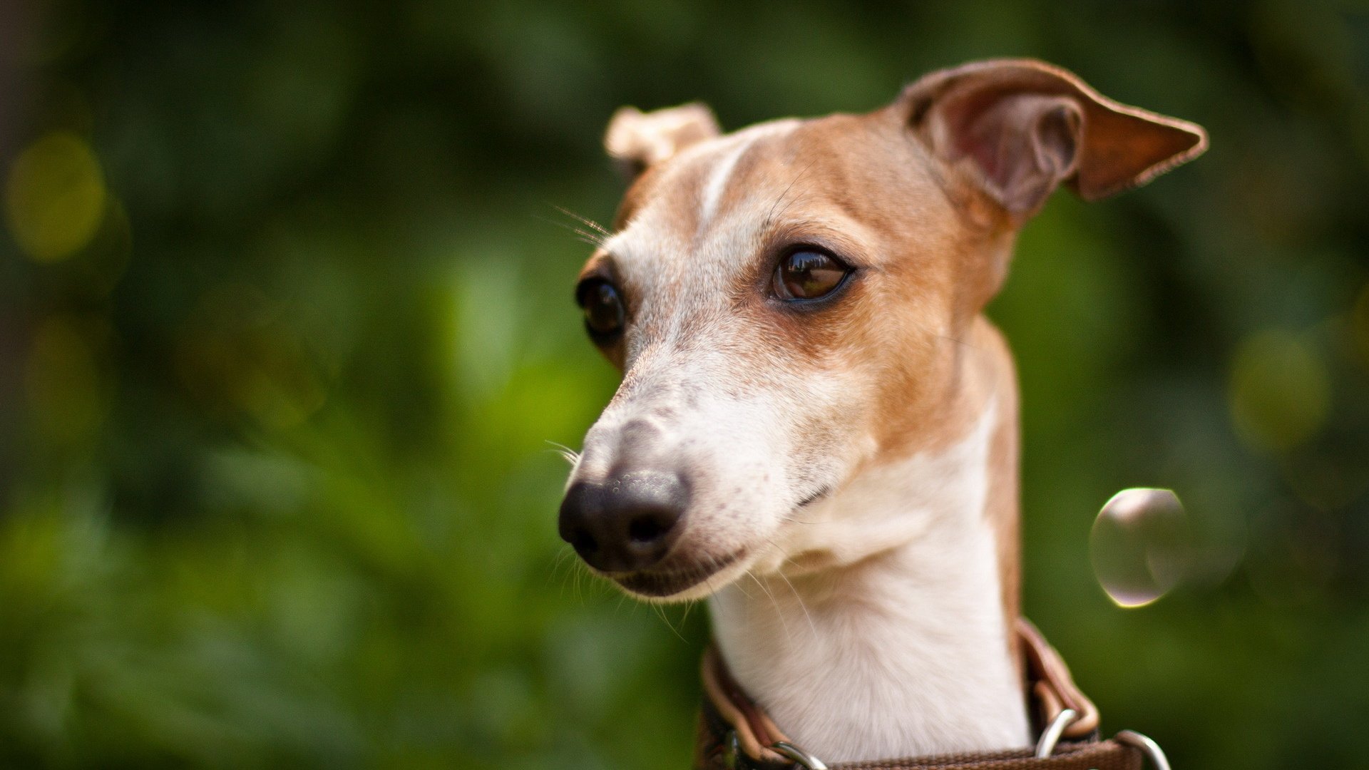 dog, Animal, Friendly, Puppy, Cute, Dogs Wallpaper
