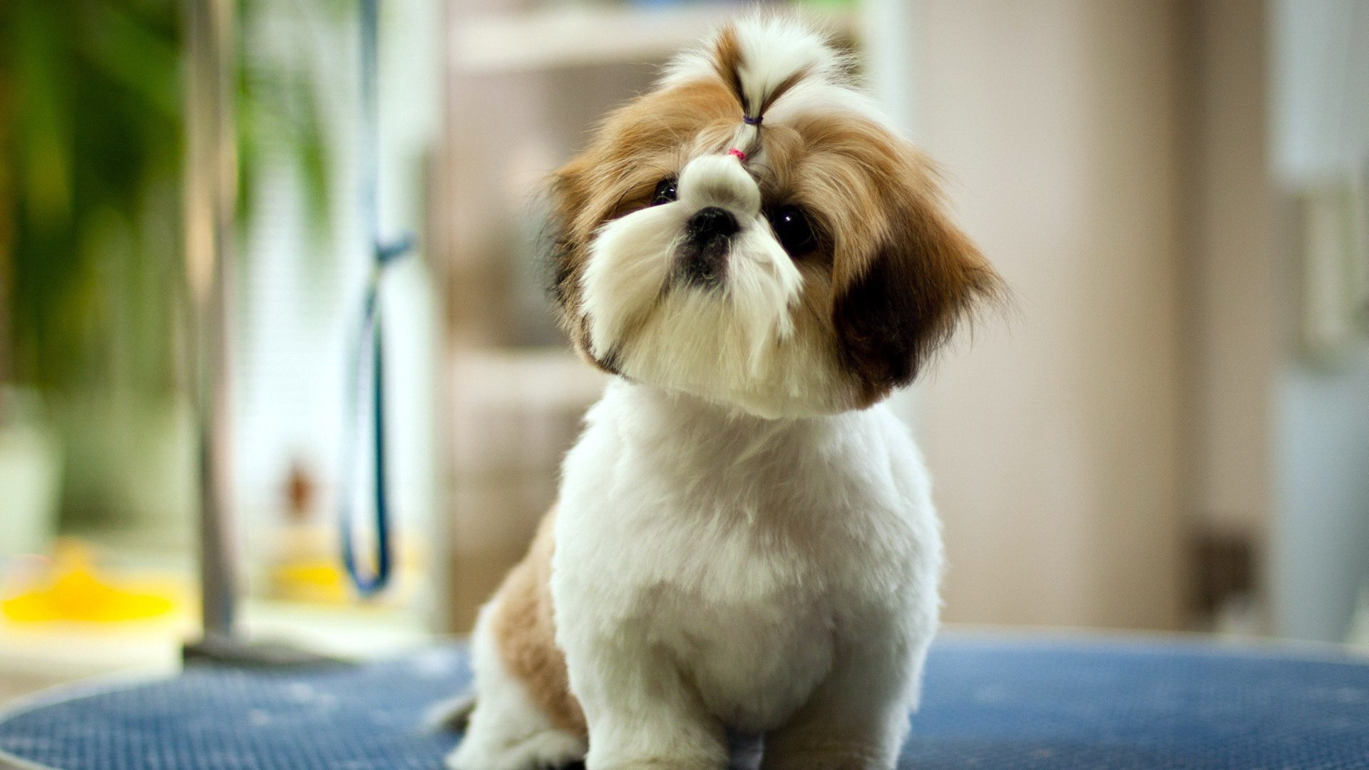 dog, Animal, Friendly, Puppy, Cute, Dogs Wallpaper