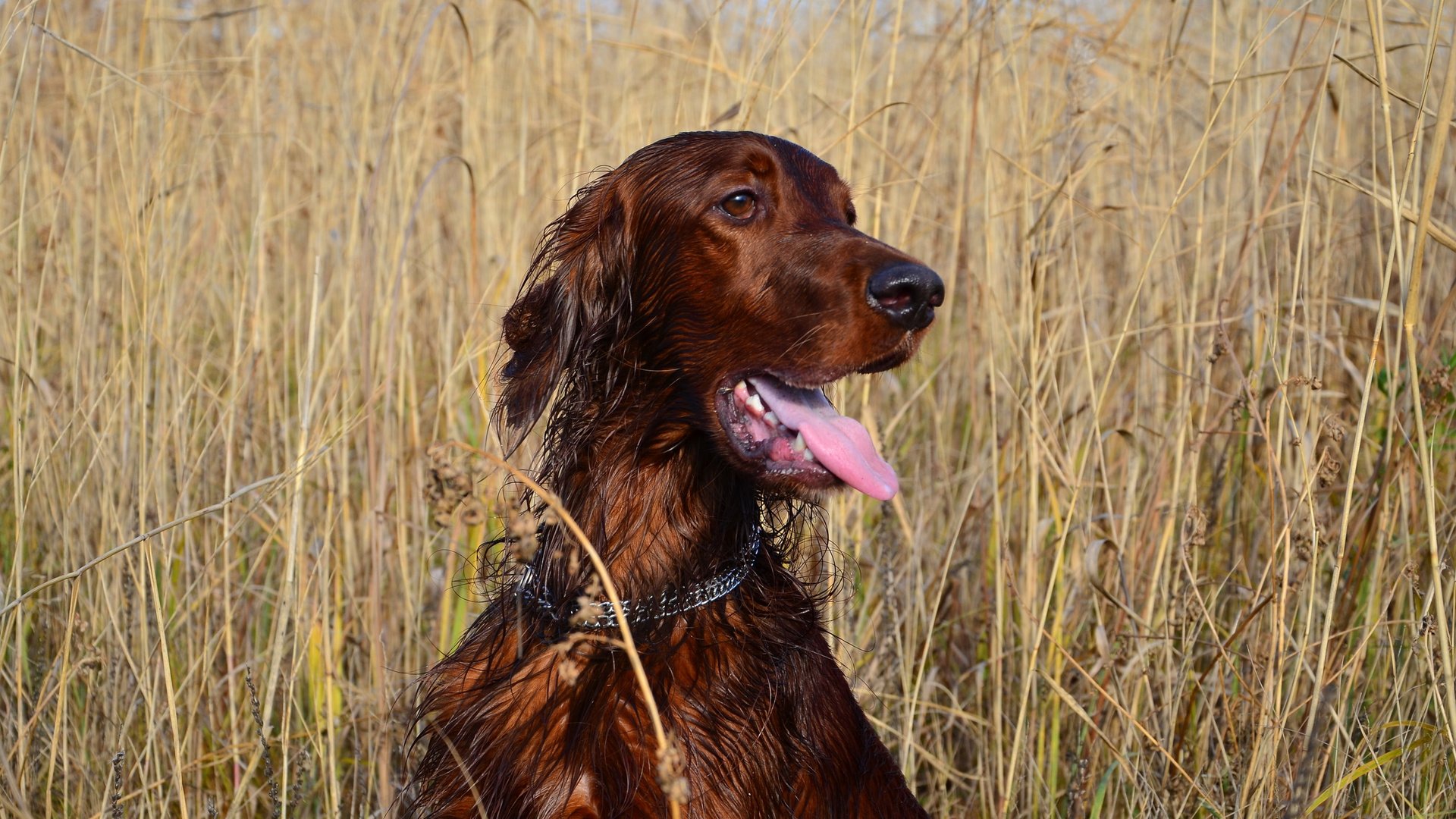 dog, Animal, Friendly, Puppy, Cute, Dogs Wallpaper