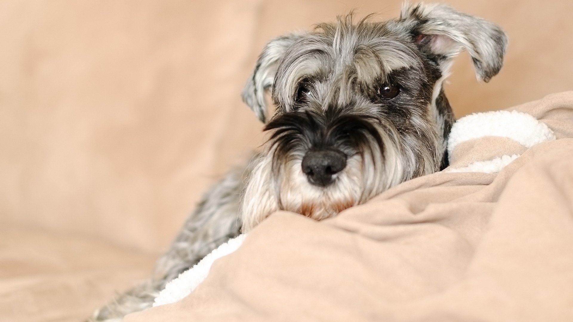 dog, Animal, Friendly, Puppy, Cute, Dogs Wallpaper