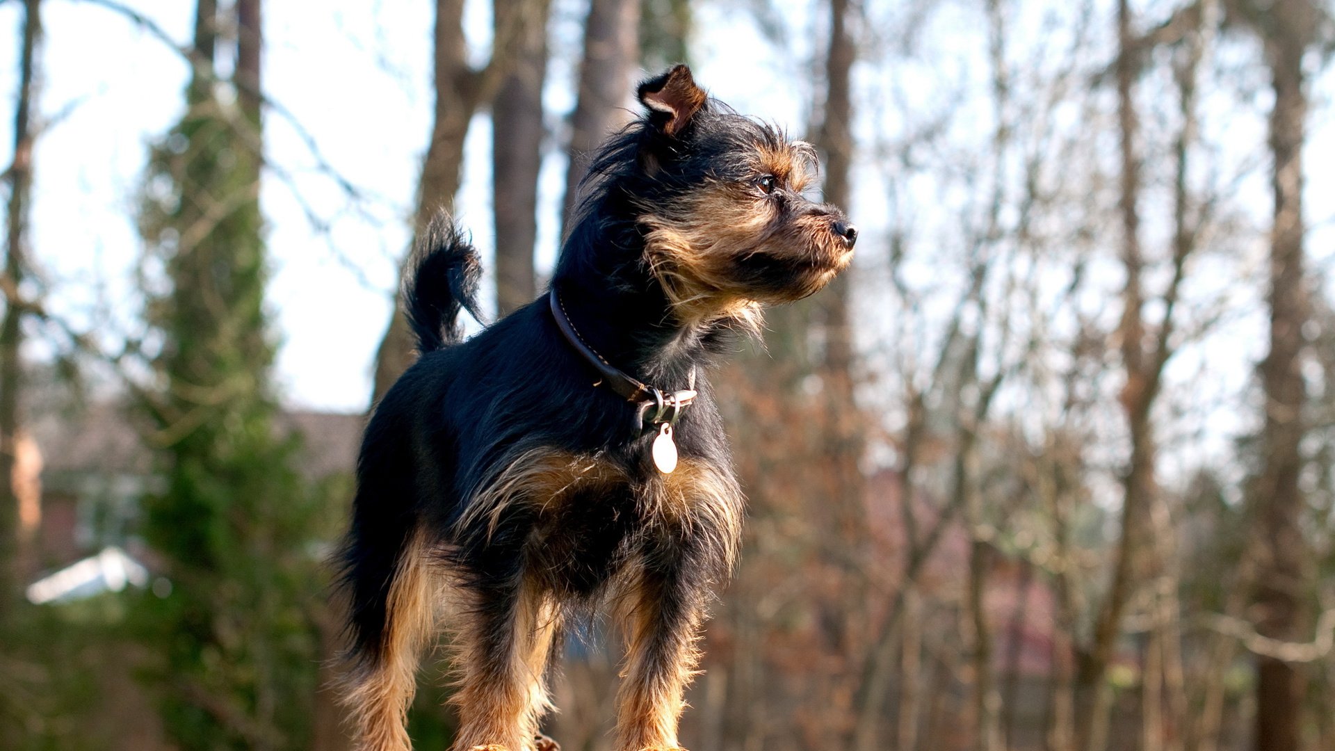 dog, Animal, Friendly, Puppy, Cute, Dogs Wallpaper