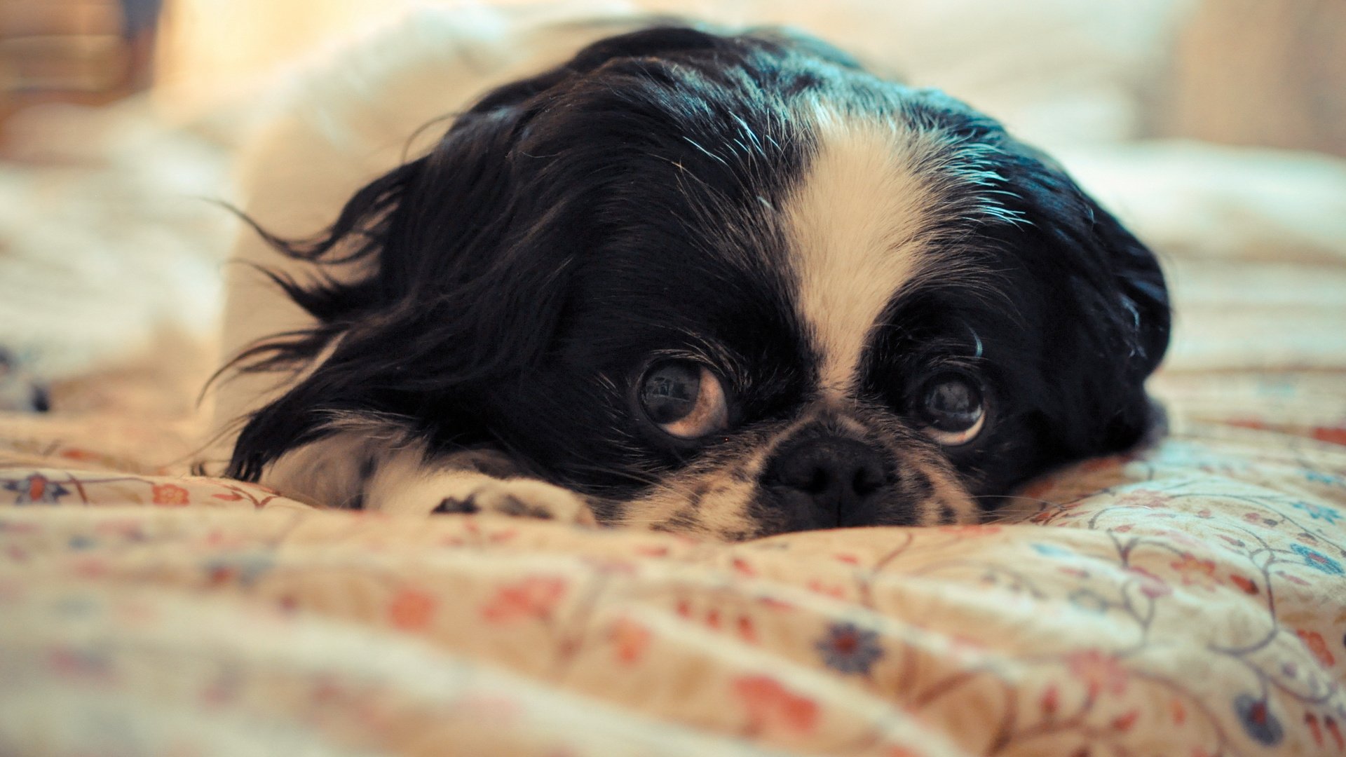 dog, Animal, Friendly, Puppy, Cute, Dogs Wallpaper