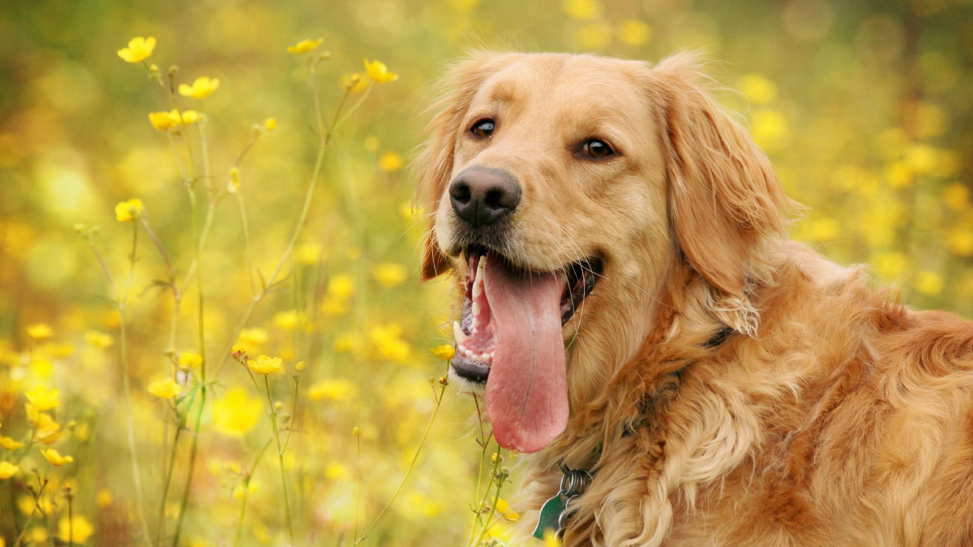 dog, Animal, Friendly, Puppy, Cute, Dogs Wallpaper