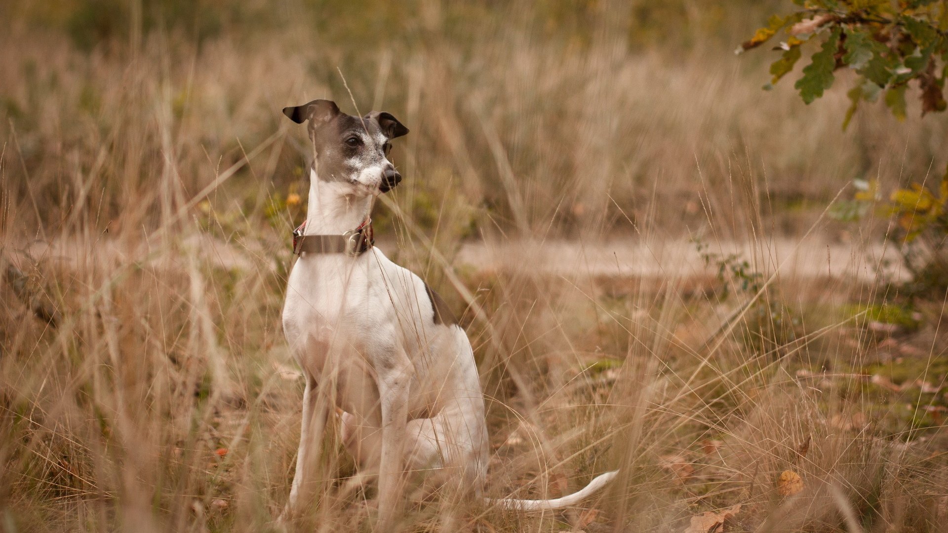 dog, Animal, Friendly, Puppy, Cute, Dogs Wallpaper