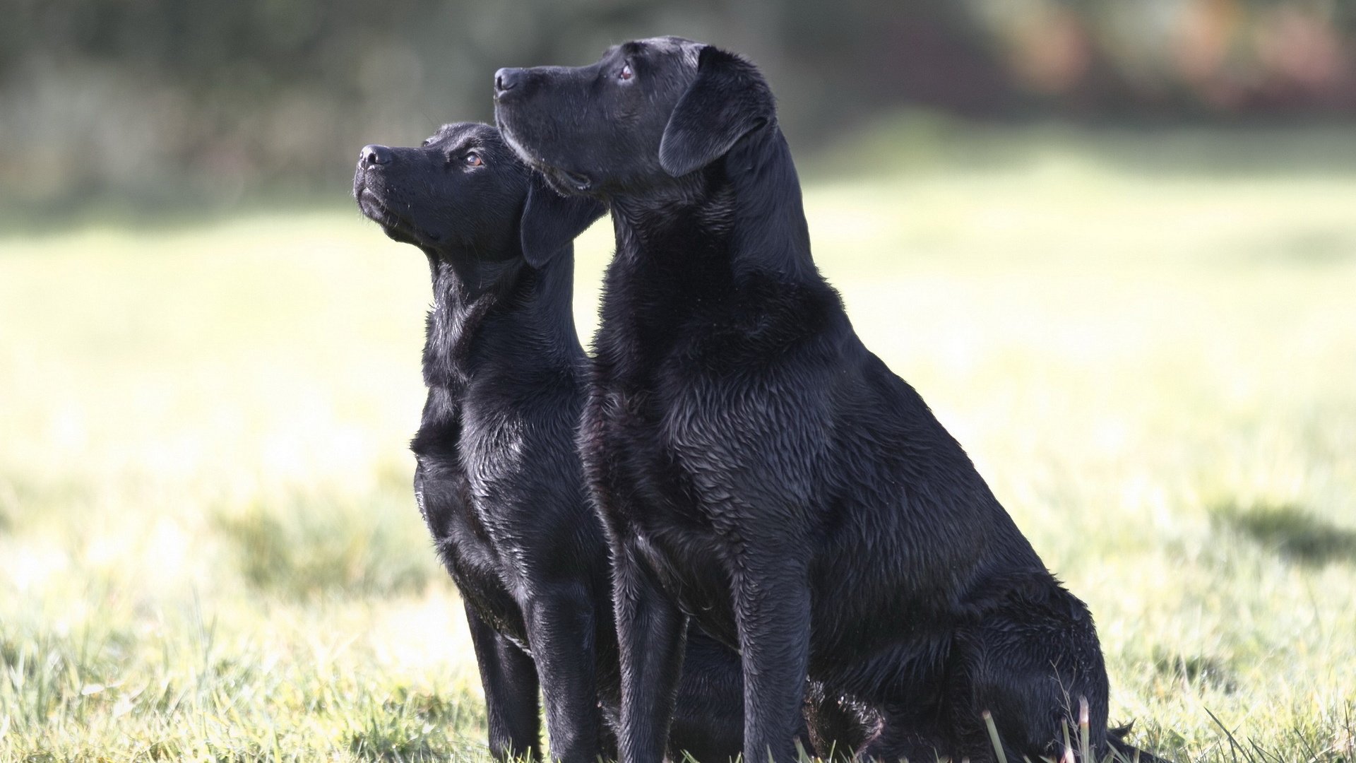 dog, Animal, Friendly, Puppy, Cute, Dogs Wallpaper