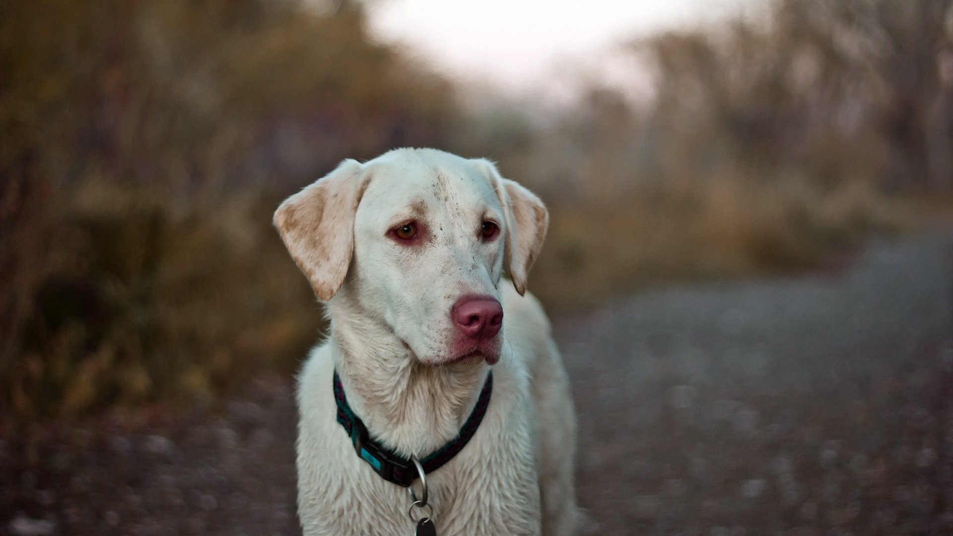 dog, Animal, Friendly, Puppy, Cute, Dogs Wallpaper