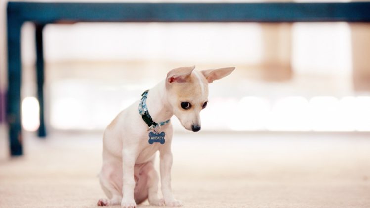 dog, Animal, Friendly, Puppy, Cute, Dogs HD Wallpaper Desktop Background