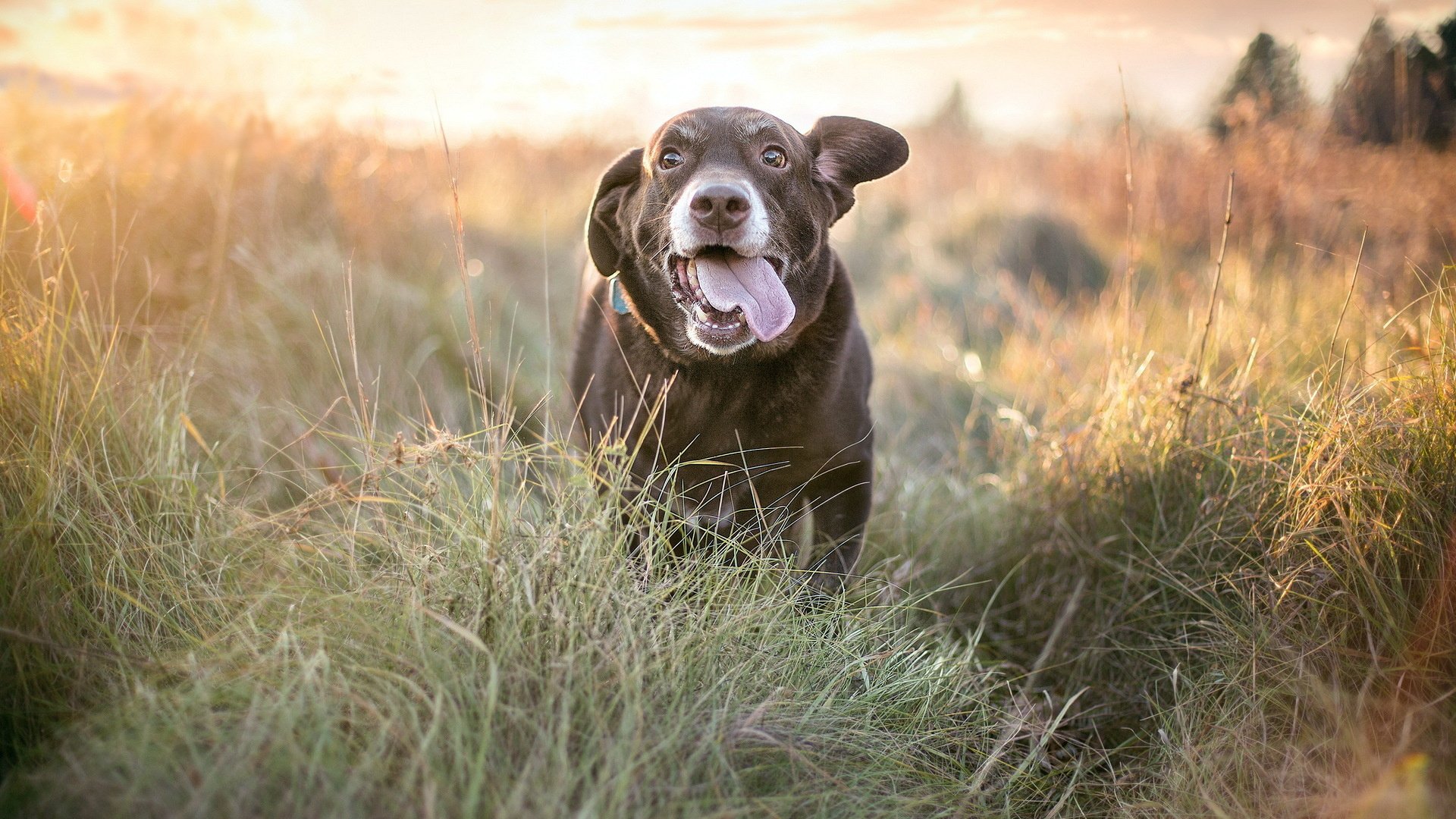 dog, Animal, Friendly, Puppy, Cute, Dogs Wallpaper