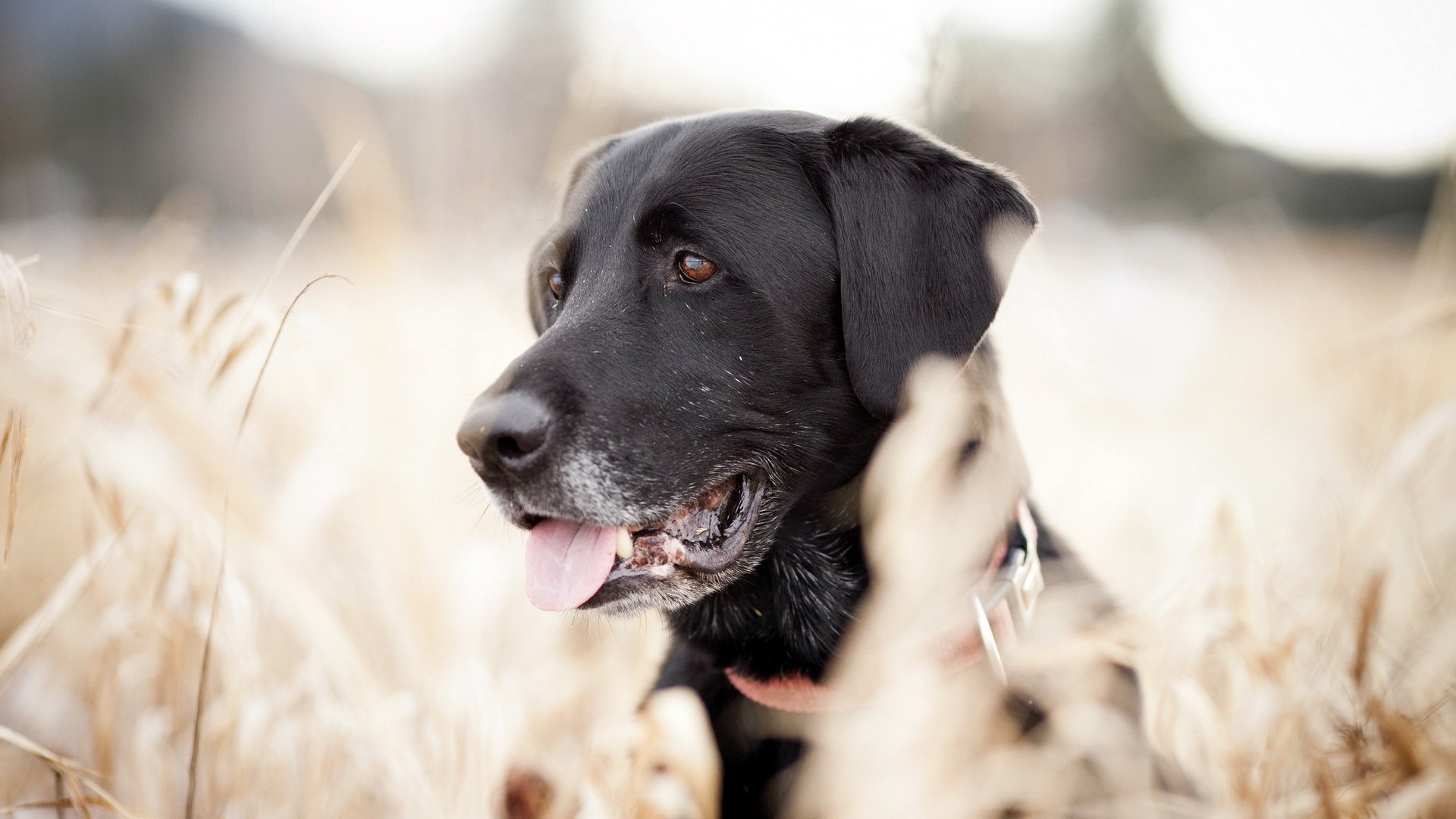 dog, Animal, Friendly, Puppy, Cute, Dogs Wallpaper