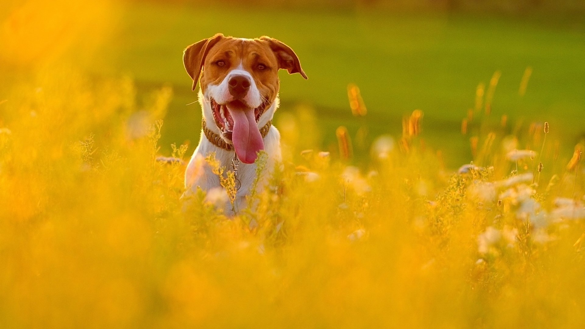 dog, Animal, Friendly, Puppy, Cute, Dogs Wallpapers HD / Desktop and