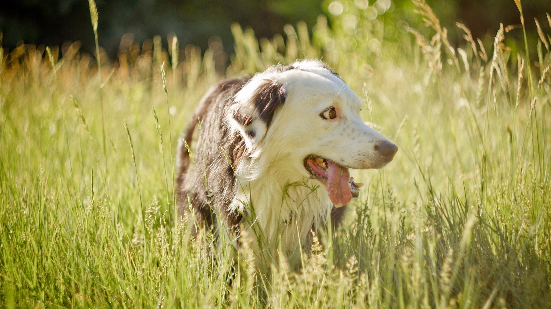 dog, Animal, Friendly, Puppy, Cute, Dogs Wallpaper