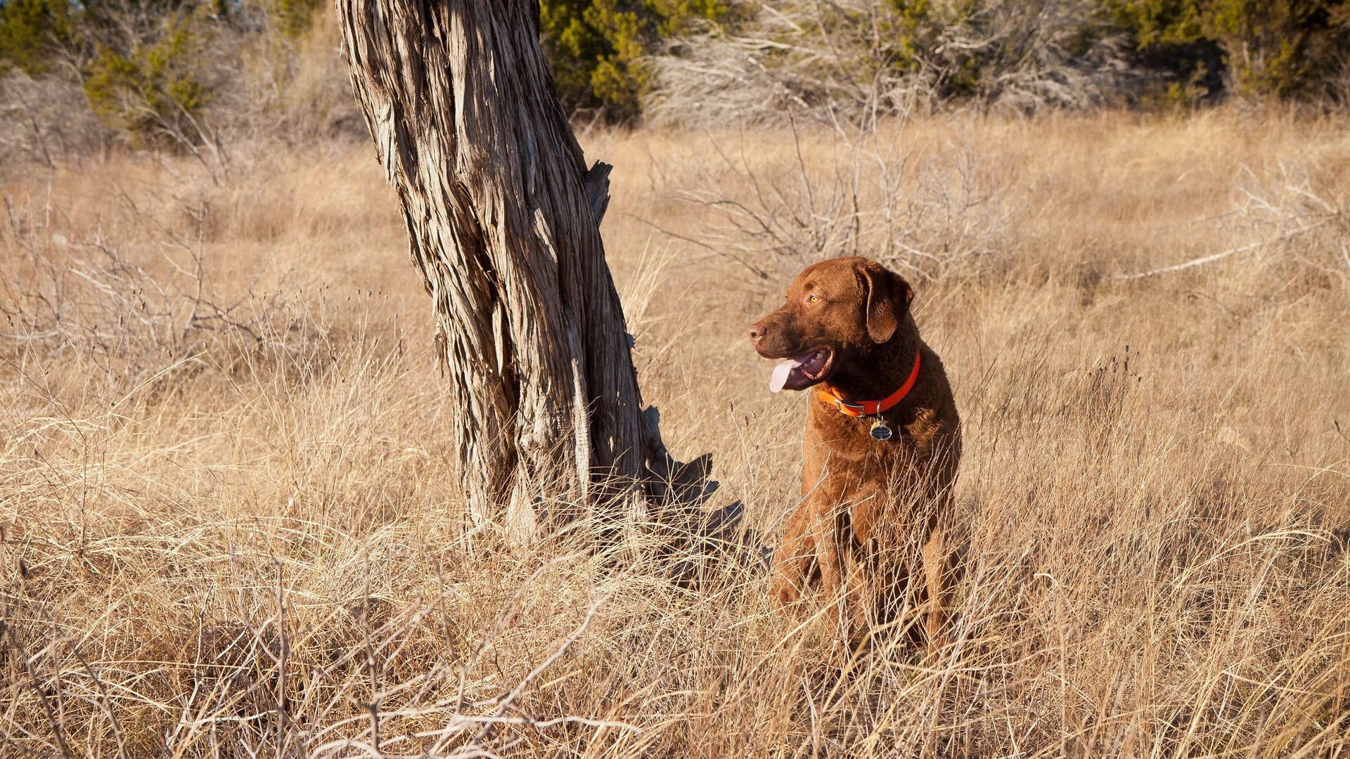 dog, Animal, Friendly, Puppy, Cute, Dogs Wallpaper